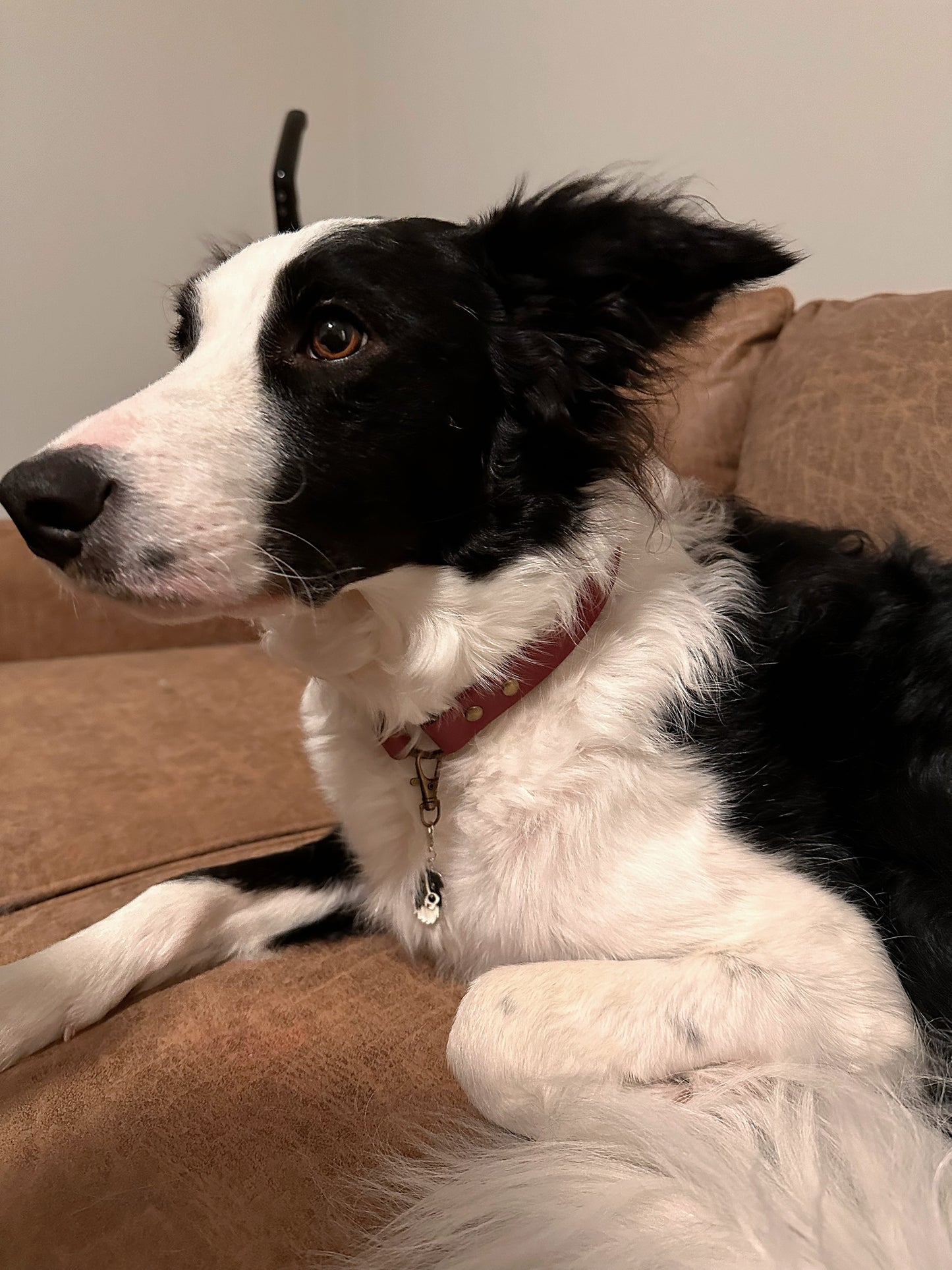 Custom BioThane® Tag Collar